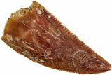 Serrated, Raptor Tooth - Real Dinosaur Tooth #233010-1